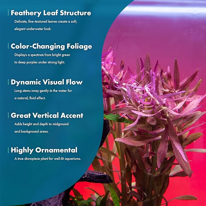 Live Aquarium Stem Plants - Freshwater Aquatic Plant for Fish Tanks, Aquascaping - (Limnophila Aromatica, 1 Bunch)