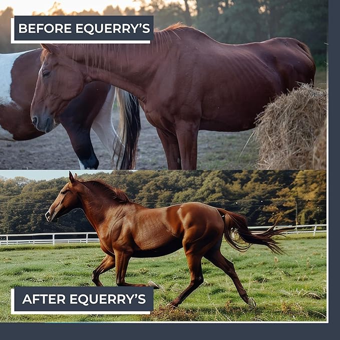 Equerry's Combined RX 4 Way | Equine Nutritional Support | Complete Formula | Digestive and Joint Support | Hoof & Hair | Probiotics Vitamins & Minerals 160 Feedings, 20lb.