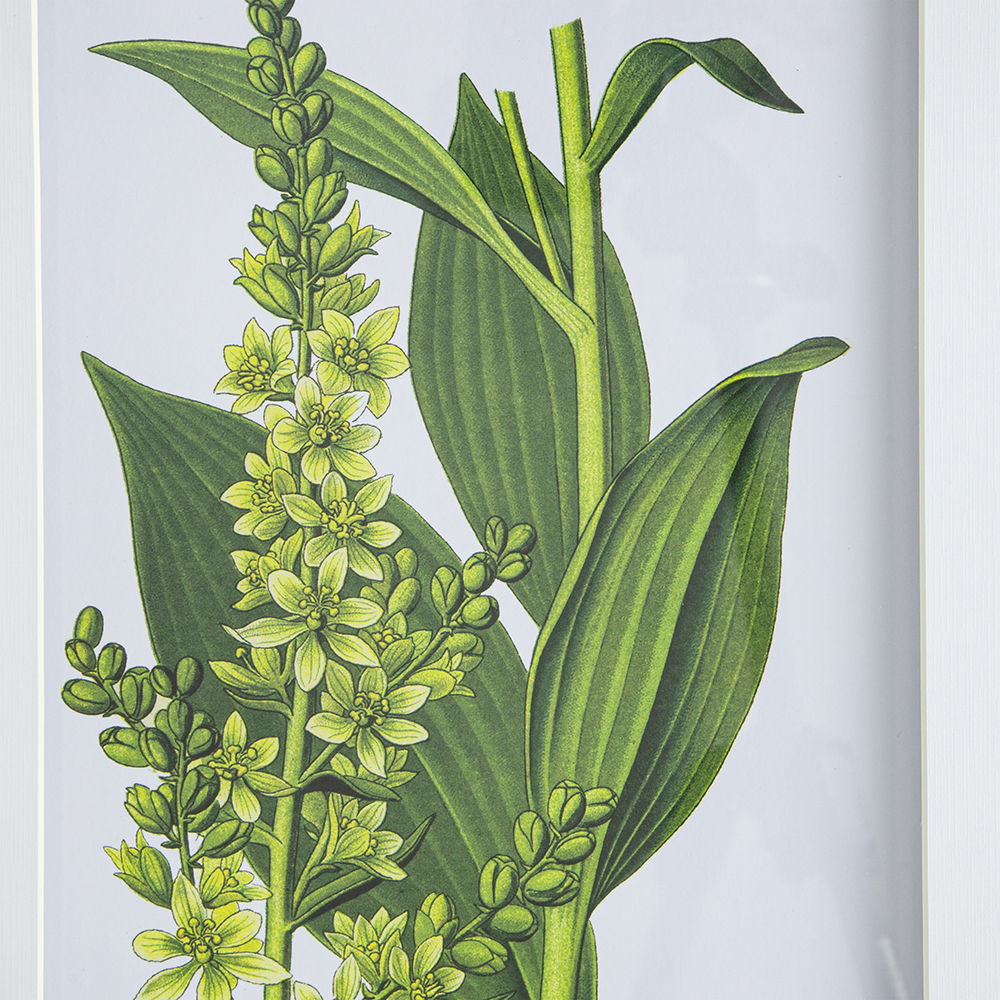Botanical Flower Wall Art, Home Decor For Living Room Dining Room, Bedroom, Hallway (Set of 4) - White / Blue