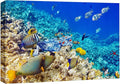 wall26 Canvas Print Wall Art Underwater Neon Blue Teal Ocean Water Fish Nature Animals Photography Realism Rustic Scenic Landscape Wilderness Earth for Living Room, Bedroom, Office - 16"x24"