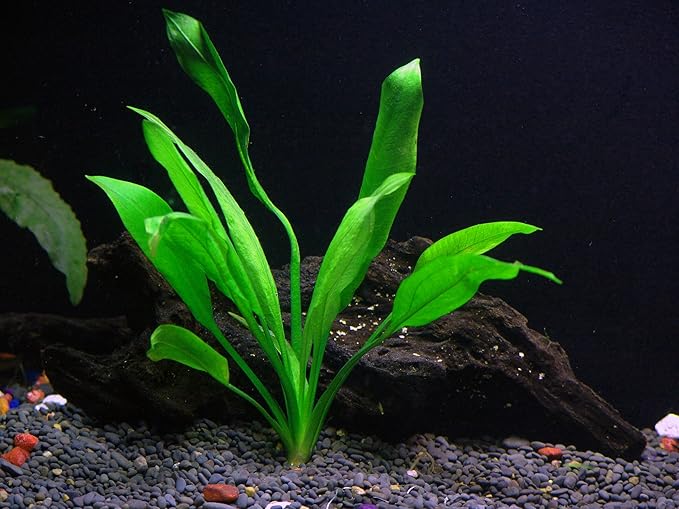 4 Species Aquarium Plants Package - Java Fern (Microsorum), Hornwort (Ceratophyllum demersum), Amazon Sword (Echinodorus), and Moneywort (Bacopa Monniery)