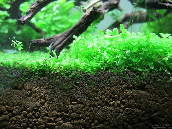 Foreground Potted Live Aquarium Plants | Freshwater Aquatic Plants for Aquariums (Potted Monte Carlo)