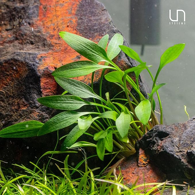 Cryptocoryne Walkeri in Vitro Tissue Culture Cup