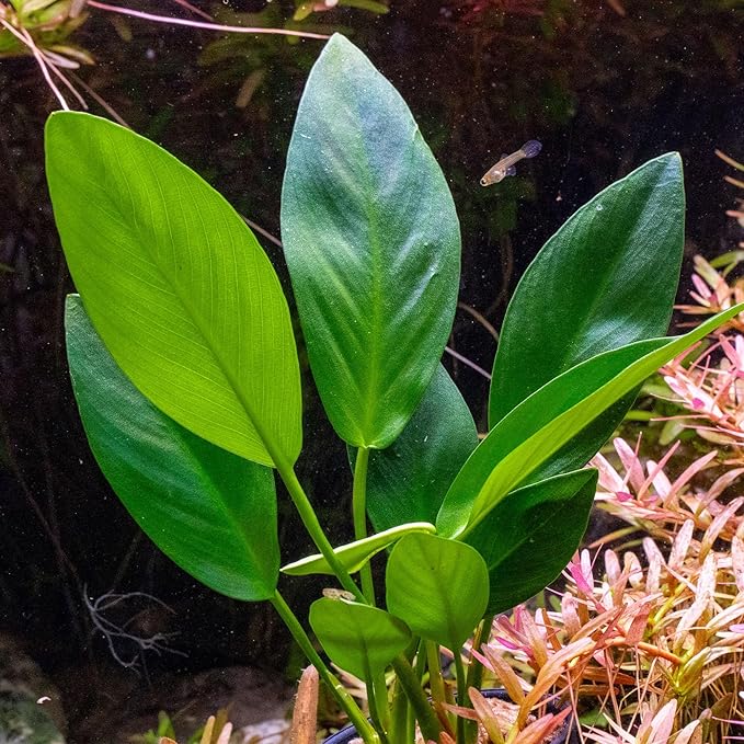 Ultum Nature Systems Live Tissue Culture - Anubias Minima Dragon Claw (Anubias Minima) - Easy - Low to Medium Light - Green Accent - Midground - 100% Snail Free Grown in-Vitro
