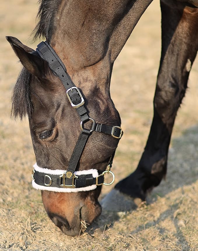 T TEKE Lunge Cavesson with Fleece Lined Nose Band and Crown