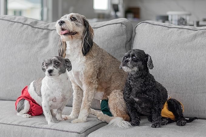 Pet Parents® Washable Dog Diapers (3pack) + Extendrs® of Durable Doggie Diapers, Premium Dog Diapers Female (Medium, Samba)