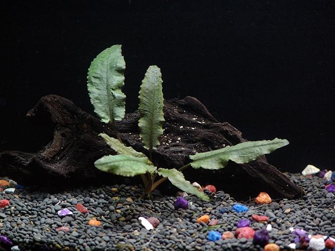 24 Plants Bundle / 6 Species Live Aquarium Plants Package - Microsorum, Amazon Sword, Anubias, Moneywort, Hornwort, etc. (100+ Gallon Aquariums)
