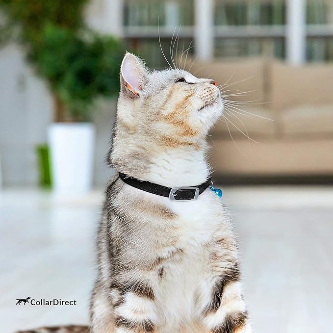CollarDirect Leather Cat Collar, Cat Safety Collar with Elastic Strap, Kitten Strap with Bell Black Blue Red Orange Lime Green (6-7 Inch, Black)