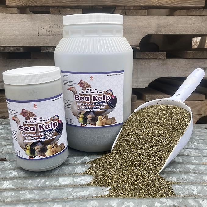 Organic Kelp for Chickens & Duck Feed (1 Pound): Chicken Vitamins | Chicken Supplements | Vitamins for Chickens | Pampered Chicken Mama