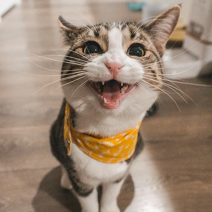 Petpost | Cat Ear Cleaner Wipes - Ultra Soft Cotton Pads in Coconut Oil Solution - Treatment for Removing Cat Ear Dirt & Wax 100 ct.