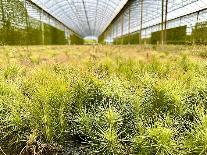 Air Plants - Tillandsia Funckiana, Large 5" - 2ct - Live Arrival Guaranteed - House Plants for Home Decor & Gift