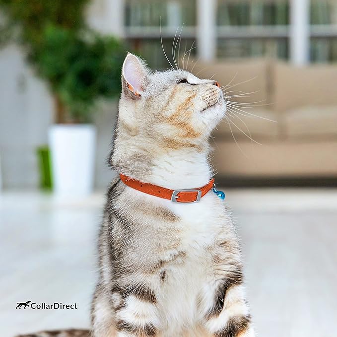 CollarDirect Leather Cat Collar, Cat Safety Collar with Elastic Strap, Kitten Collar for Cat with Bell Black Blue Red Orange Lime Green (Neck Fit 6"-7", Orange)