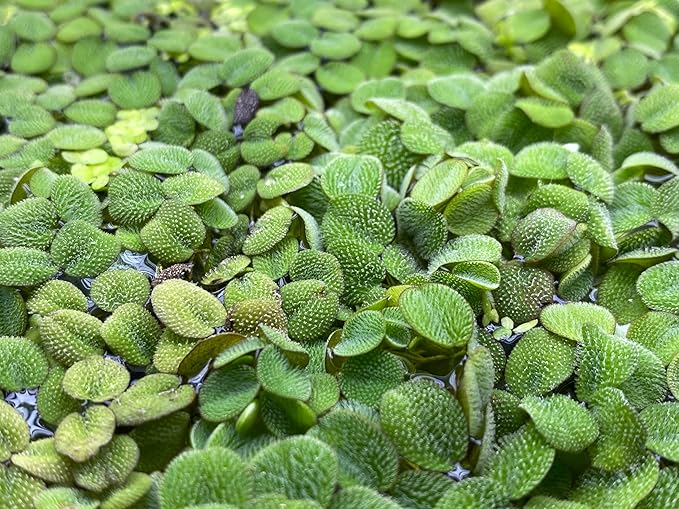 Huge Portion Salvinia Minima Water Spangles Live Floating Aquarium Plant Live Awesome Aquatic
