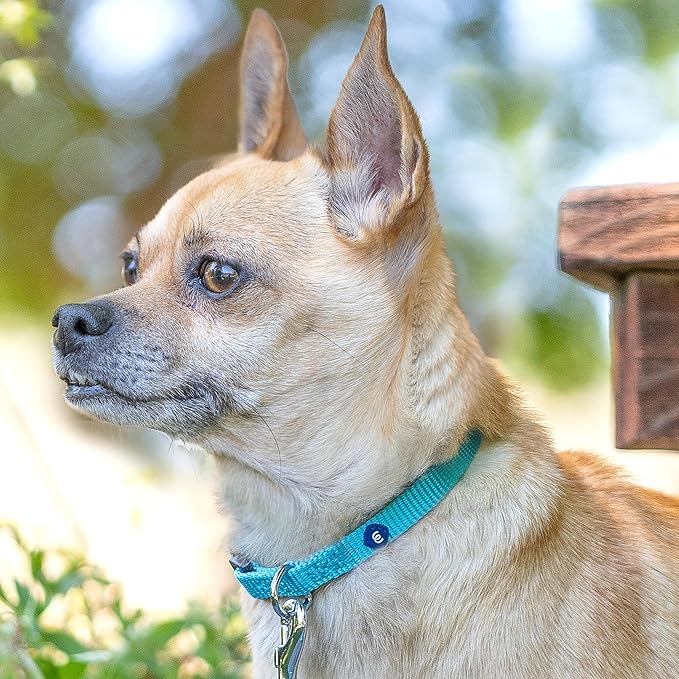 Blueberry Pet Essentials X-Small Dog Collar in Emerald | Adjustable & Eco-Friendly Durable Nylon Strap | Classic Collar for X-Small Dogs, Boy & Girl Pets