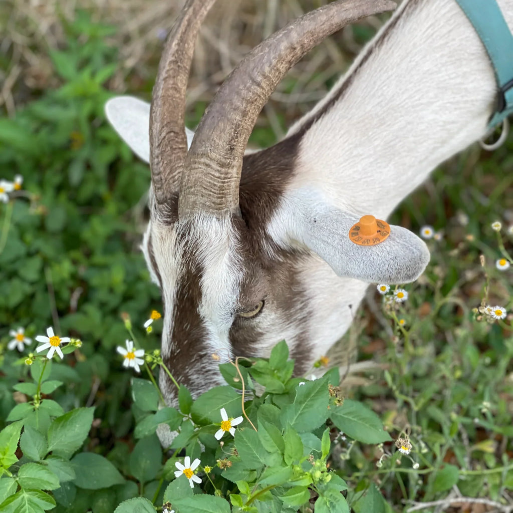Lemon + Honey + Poppy Seed Handmade Tallow and Goat Milk Soap Bar