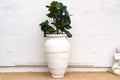 Tall Mediterranean Style White Terracotta Planter (Trade)
