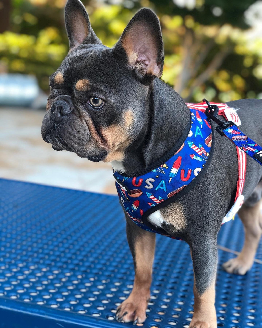 Red, White & Bark Reversible Harness