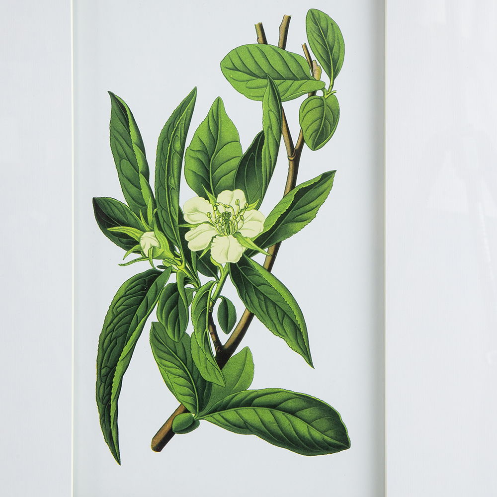 Botanical Flower Wall Art, Home Decor For Living Room Dining Room, Bedroom, Hallway (Set of 4) - White / Blue