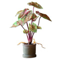 Faux Potted Caladium Plant