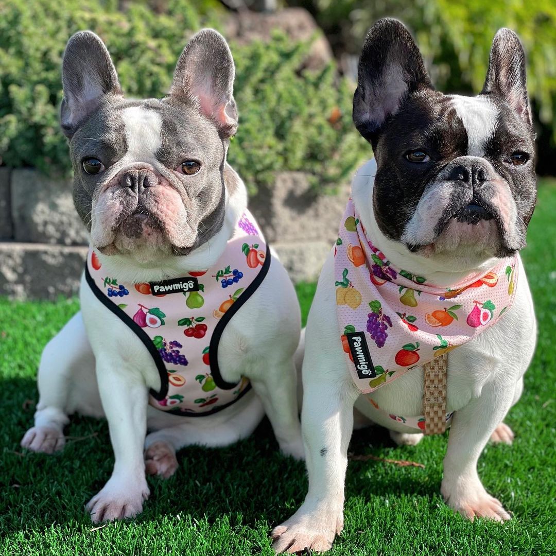 Frootie Patootie Free-Fit Harness
